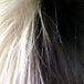 Cruella