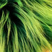 Green Haze